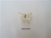 藏品(擬姬白望燈蛾)的圖片